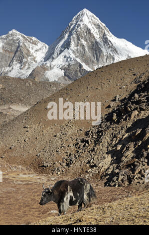 Yak steht an einem Hang in Nepal Pumori Berg hinter Stockfoto