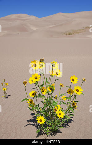 gelbe Prärie Sonnenblumen oder Helianthus Kletter wächst aus dem Sand im Great Sand Dunes National Park in Colorado Stockfoto