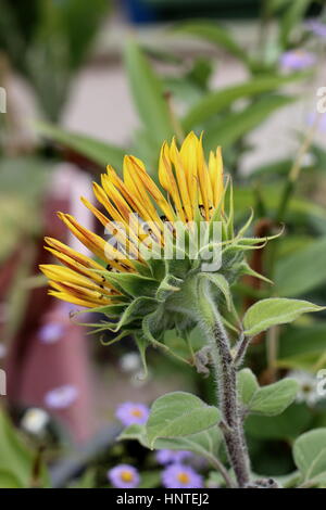 Blühende Royal Velvet Sonnenblumen - Rückansicht Stockfoto