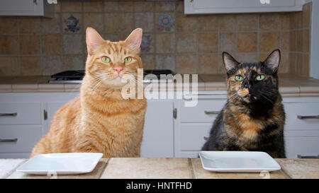 Männlich und weiblich Schildpatt Tabby Katze oder Schildpatt Tabby Katze an der Theke sitzend mit einem leeren Platte warten auf das Essen. Auf Viewer Stockfoto