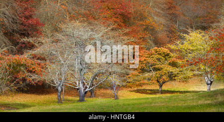 Herbstlichen Wald in den Mount Lofty Botanic Garden, Adelaide, South Australia, Australien. Stockfoto