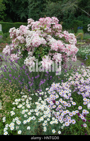 Ballerina standard stieg in einem Garten Stockfoto