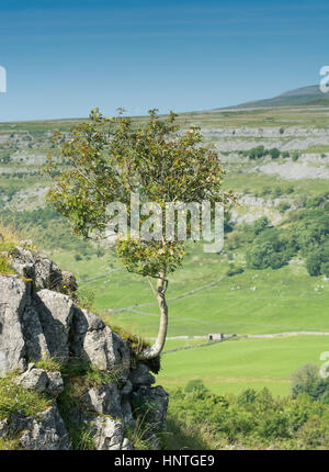 ROWEN Baum wächst aus Felsen Stockfoto