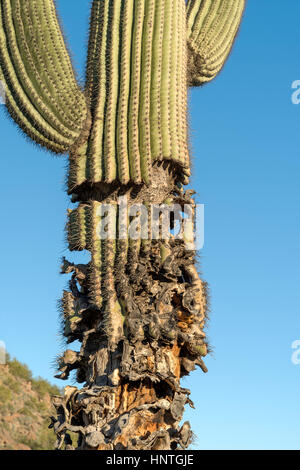 Beschädigt, sterben Saguaro Kaktus Stockfoto