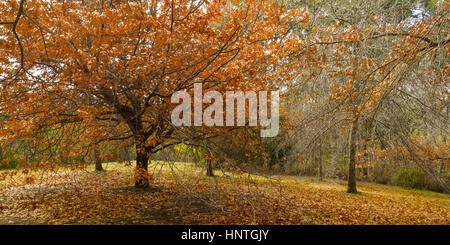 Herbst Wald in der Mount Lofty Botanic Garden, Adelaide, South Australia, Australien. Stockfoto