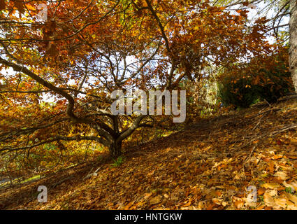 Herbst Wald in der Mount Lofty Botanic Garden, Adelaide, South Australia, Australien. Stockfoto