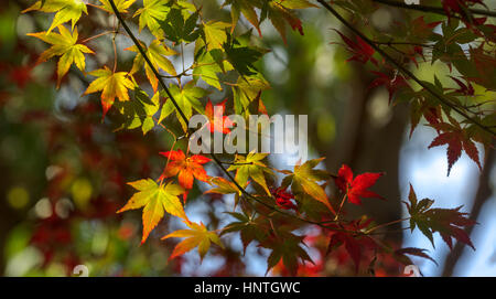 Herbst Wald in der Mount Lofty Botanic Garden, Adelaide, South Australia, Australien. Stockfoto