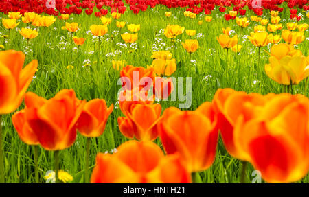 Tulpen Feld im Frühling. orange, gelbe und rote Blüten. Stockfoto