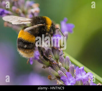 Bumble Bee Pollen sammeln aus dem Garten Blume Stockfoto