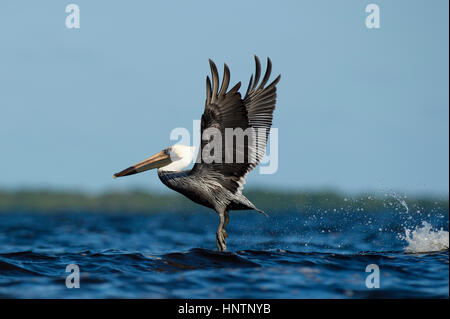 Ein Erwachsener Brown Pelican fliegt niedrig über dem Wasser mit ihren Flügeln oben gestreckt und einen Spritzer an einem sonnigen Tag. Stockfoto