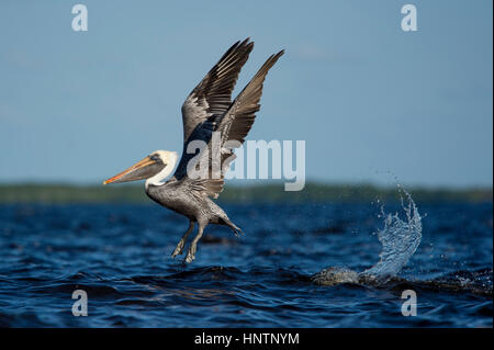 Ein Erwachsener Brown Pelican fliegt niedrig über dem Wasser mit ihren Flügeln gerade nach oben gestreckt und ein großes Aufsehen an einem sonnigen Tag. Stockfoto