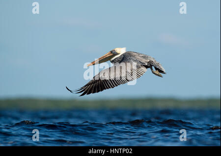 Ein Erwachsener Brown Pelican fliegt niedrig über dem Wasser mit seinen Flügeln an einem sonnigen Tag nach vorne gestreckt. Stockfoto