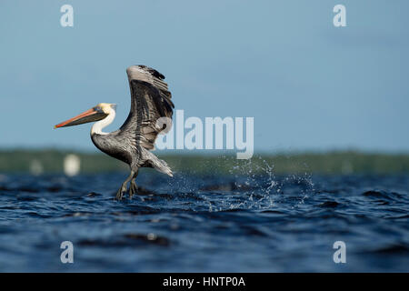 Ein Erwachsener Brown Pelican fliegt niedrig über dem Wasser mit ihren Flügeln ausgestreckt und einen Spritzer an einem sonnigen Tag. Stockfoto