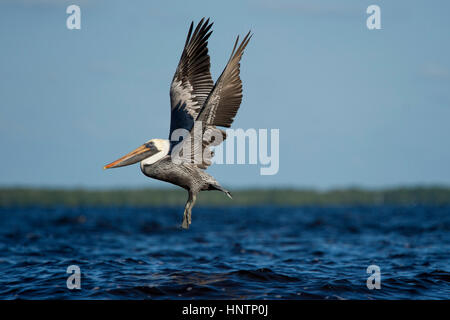 Ein Erwachsener Brown Pelican fliegt niedrig über dem Wasser mit seinen Flügeln an einem sonnigen Tag gerade nach oben gestreckt. Stockfoto