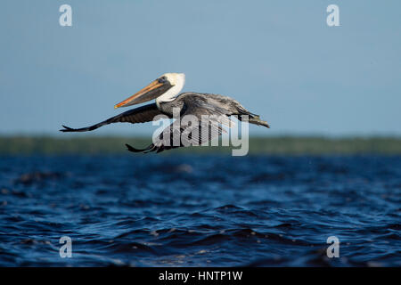 Ein Erwachsener Brown Pelican fliegt niedrig über dem Wasser mit seinen Flügeln an einem sonnigen Tag nach vorne gestreckt. Stockfoto