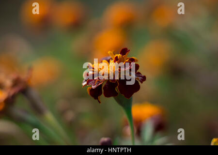 Orange und rote Ringelblume Stockfoto