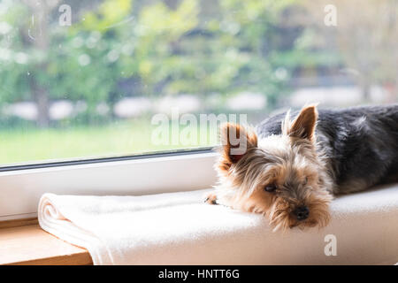 Ein Hund wartet auf einer Fensterbank. Stockfoto