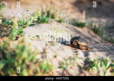 Schildkröte geht langsam in den Sand mit seiner schützenden Hülle Stockfoto