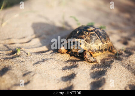 Schildkröte geht langsam in den Sand mit seiner schützenden Hülle Stockfoto