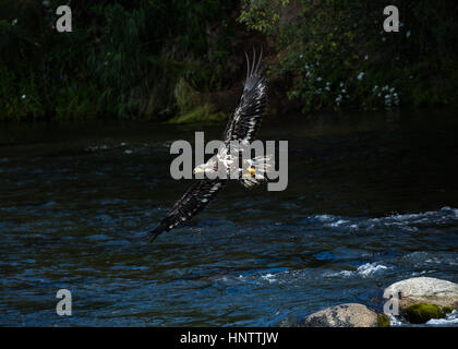 Juvenile Weißkopfseeadler fliegt über den Brooks River im Katmai Nationalpark, auf der Suche nach Fisch sank um Grizzlybären flussaufwärts. Stockfoto