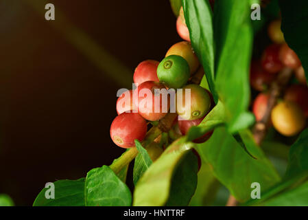 Bunte Kaffeebohnen Makro auf Baum im Hof in Mittelamerika Stockfoto
