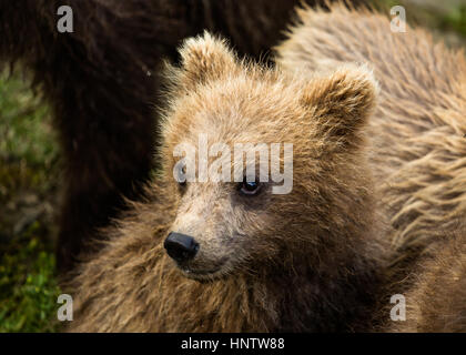 Dieser Zwerg von einem Wurf von drei Bärenjunge ist sehr klein und steht kaum eine Chance, in der Wildnis zu überleben. Er liegt ganz in der Nähe seiner Mutter während She wat Stockfoto