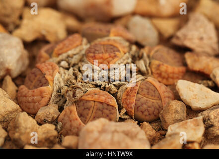 Lithops Schwantesii Gebseri in Namibia Stockfoto