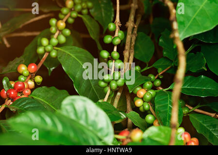 Undurchsucht rote und grüne Rohe Kaffeebohnen auf Bauernhof Baum Stockfoto
