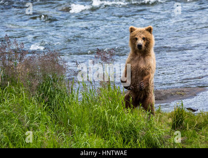 Junge braune Bear Cub stehen auf den Hinterbeinen mit Blick auf hohen grünen Rasen in der Nähe von der Seite des Flusses Brooks im Katmai National Park. Stockfoto