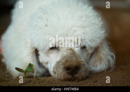 Obdachlose Pudel schmutzig weißen Hund Portrait in mad Stockfoto