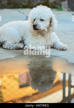 Verlorene weißer schmutziger Pudel Hund auf Straße legen. Obdachlose weißer Pudel Stockfoto