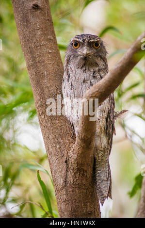 Tawny Frogmouth Vogel im Baum, Port Macquarie, Australien Stockfoto