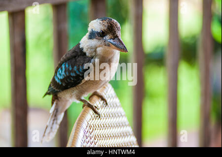 Australische Kookaburra thront auf korbstuhl Stockfoto