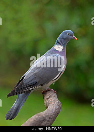 Gemeinsame Woodpigeon thront auf Zweig Stockfoto