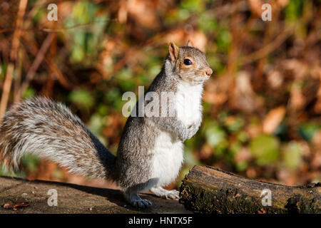Alert amerikanischen Grauhörnchen, Sciurus Carolinensis, eine buschige Rute steht auf den Hinterbeinen neben einem alten Log, Süd-Ost-England, UK Stockfoto