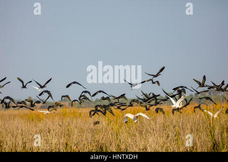 Sichler Vogelschwarm fliegt über Sumpf landet am Lake Okeechobee in Zentral-Florida Stockfoto