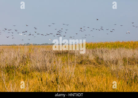 Sichler Vogelschwarm fliegt über Sumpf landet am Lake Okeechobee in Zentral-Florida Stockfoto