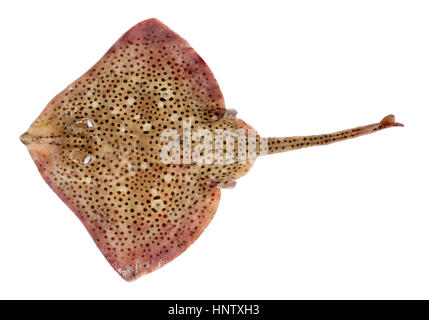 Frische ganze entdeckt Ray Fisch, Isolated on White Background Stockfoto