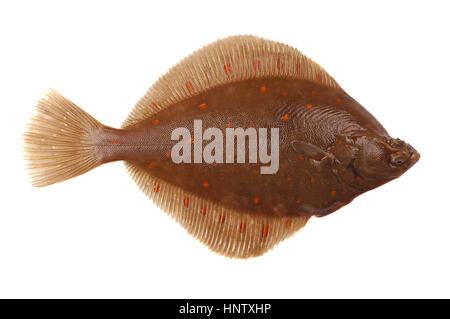 Frische ganze Scholle Fisch isolierten auf weißen Hintergrund Stockfoto