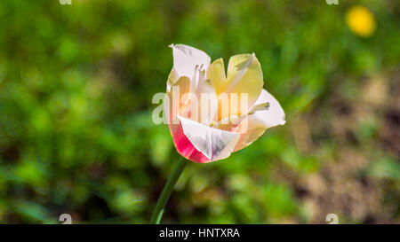 Eine schöne Blume im Frühlingsgarten Stockfoto
