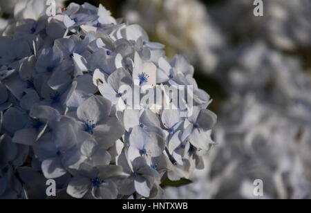 Weiße Hortensie blüht. Hortensie (gemeinsame Namen Hortensie oder Hortensia) ist eine Gattung von 70-75 Arten von Blütenpflanzen. Schöne weiße flowerhead Stockfoto