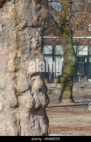 Ahornblättrige Platane (Platanus Acerifolia) im Park Poludniowy, Wroclaw, Polen Stockfoto