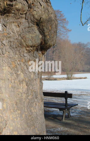 Stamm von einem Ahornblättrige Platane (Platanus Acerifolia) in Winterlandschaft Stockfoto