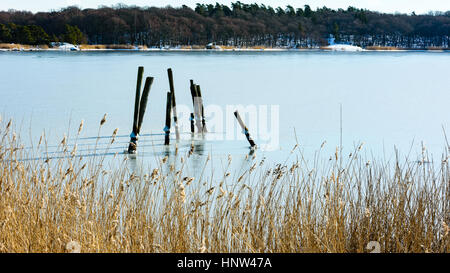 Holzstab Überreste nach einem alten Pier stehen im gefrorenen Meereis. Schilf im Vordergrund und küstennahen Wald im Hintergrund. Lage Hjortahammar in Ble Stockfoto