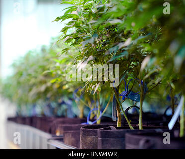 Cannabispflanzen im Gewächshaus Stockfoto