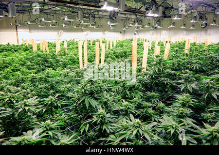 Cannabispflanzen im Gewächshaus Stockfoto