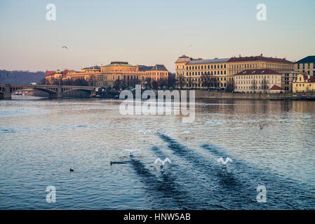 Eine Gruppe Schwäne auf der Moldau, Prag, Tschechische Böhmen, Republik, Europa Stockfoto