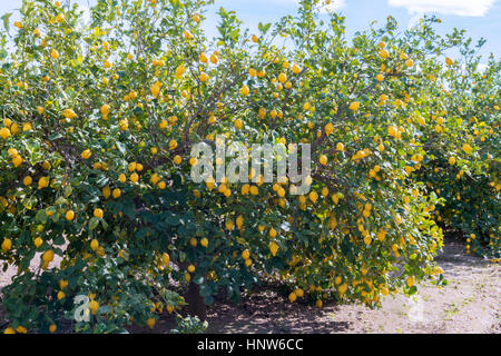 Zitronenbäume voller Früchte in einem spanischen Obstgarten. aufgenommen Sie an einem sonnigen Tag mit blauem Himmel im Hintergrund Stockfoto