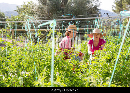 Zwei junge weibliche Gärtner tendenziell Tomatenpflanzen auf Bio-Bauernhof Stockfoto