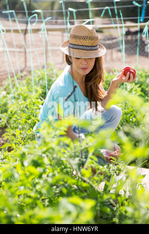 Junge weibliche Gärtner tendenziell Tomatenpflanzen auf Bio-Bauernhof Stockfoto